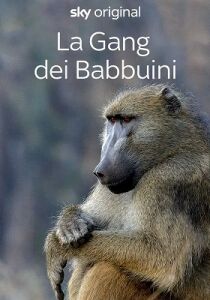 La gang dei babbuini streaming